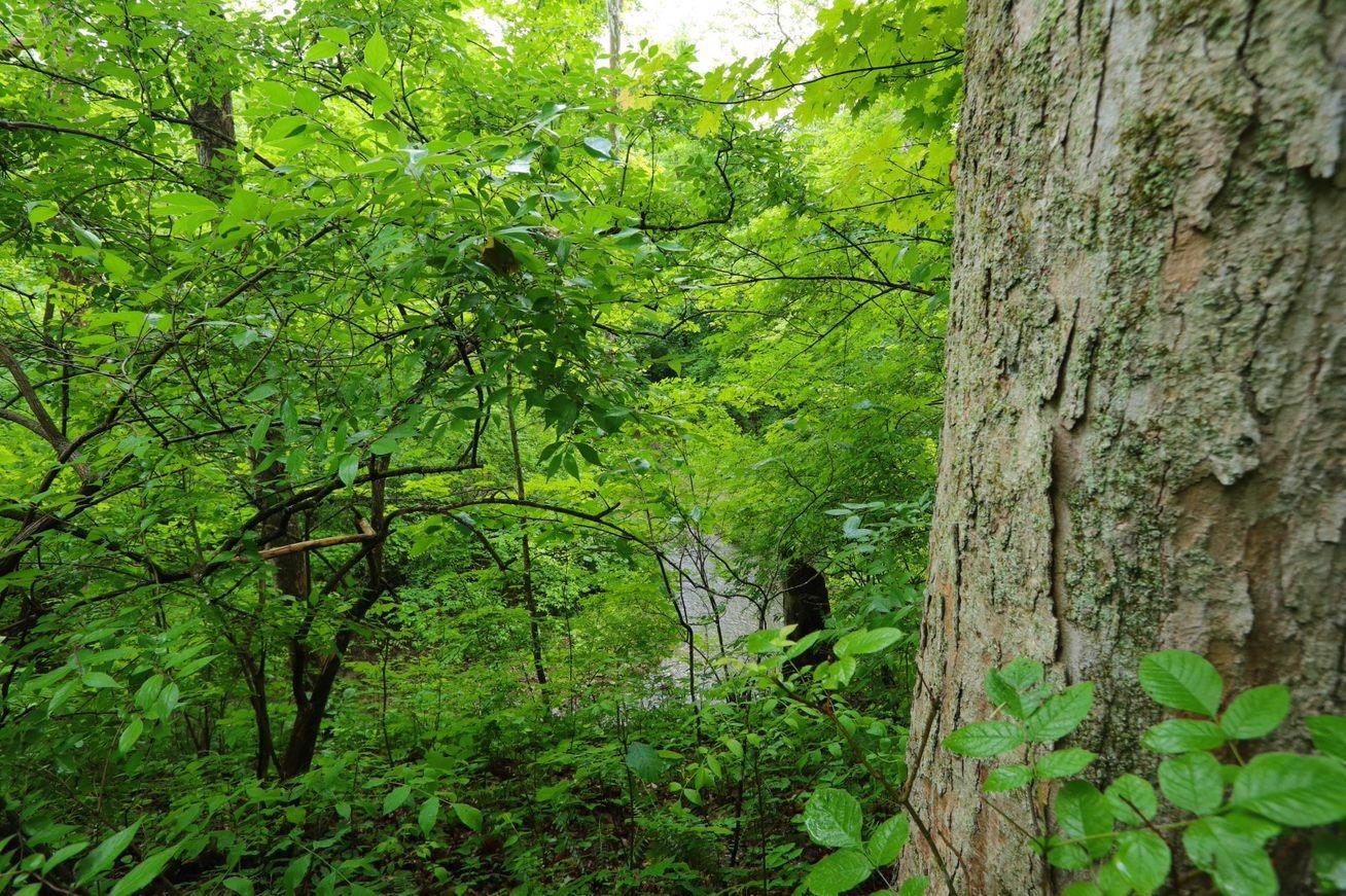 FIVEACRE WOODED HOME SITE Ohio Luxury Homes Mansions For Sale Luxury Portfolio